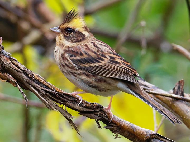 Yellow-throated Bunting