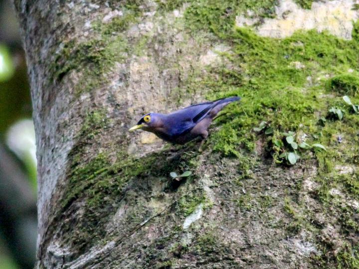 Sulphur-billed Nuthatch