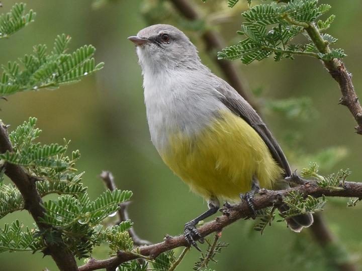 Yellow-bellied Eremomela
