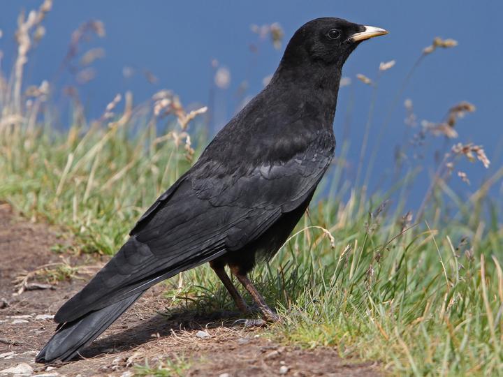 Alpine Chough