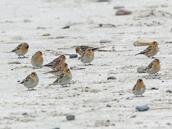 Twite