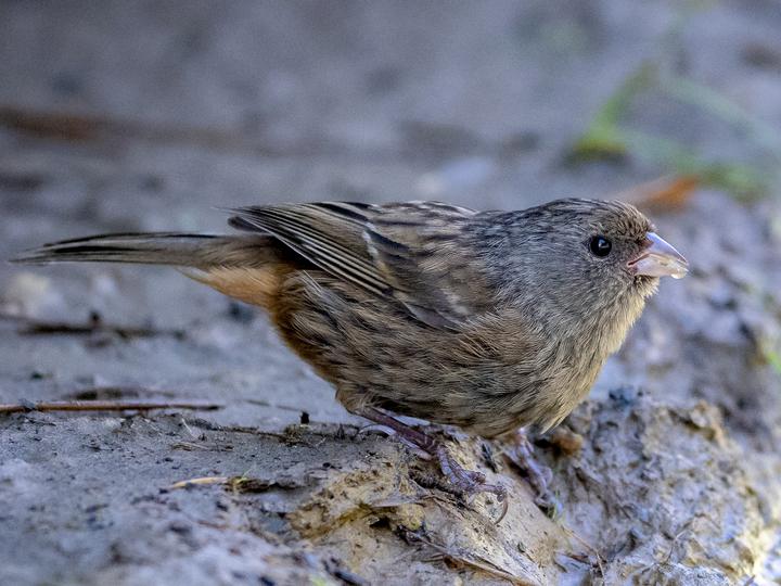 Paramo Seedeater