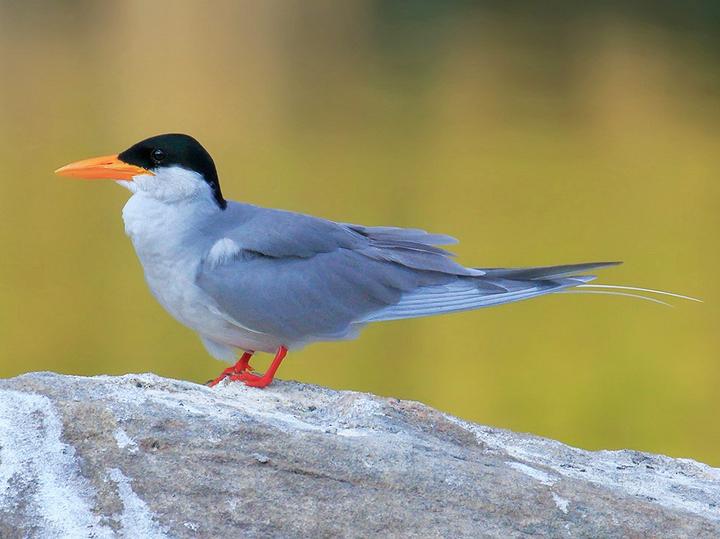 River Tern