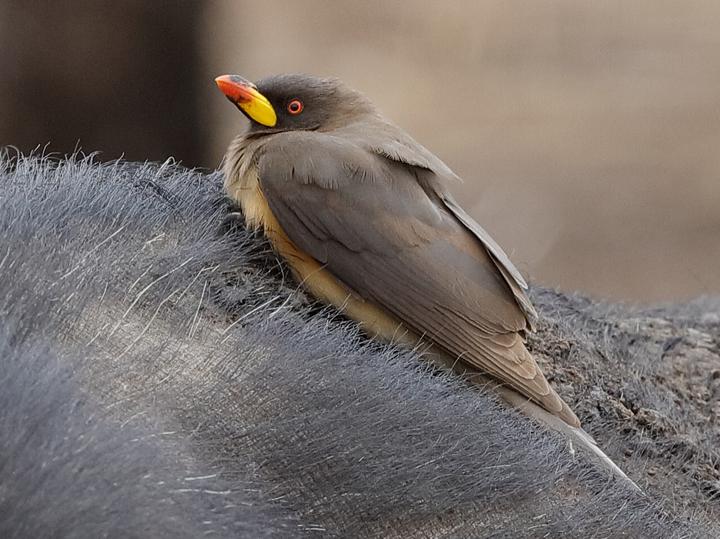 Yellow-billed Oxpecker
