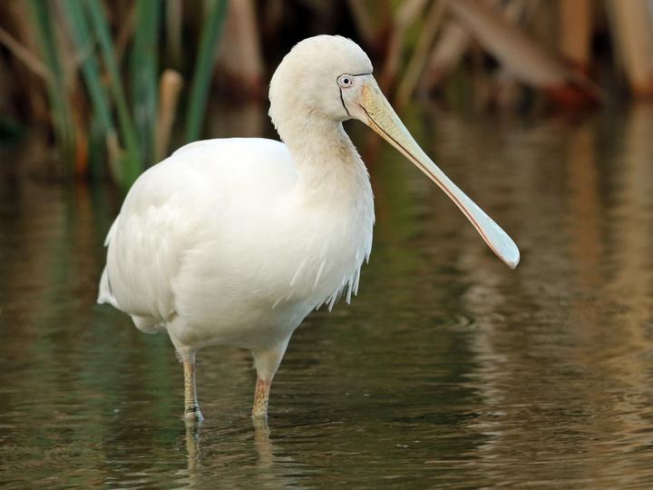 Yellow-billed Spoonbill