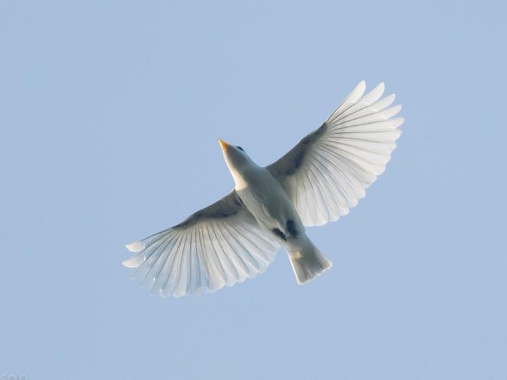 Yellow-billed Cotinga