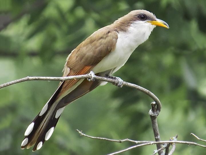 Yellow-billed Cuckoo