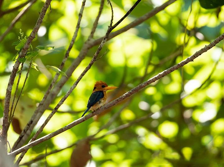 Yellow-billed Kingfisher