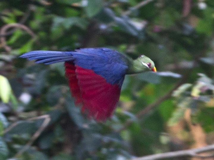Yellow-billed Turaco