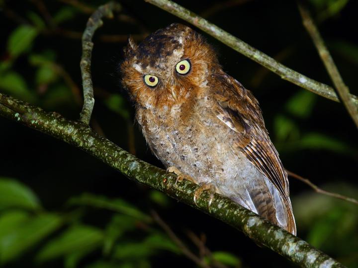 Mountain Scops Owl