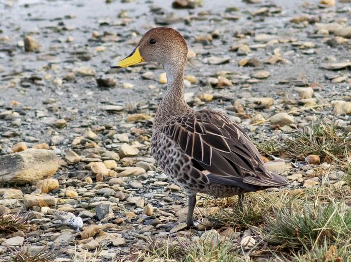 Yellow-billed Pintail