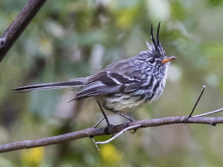 Yellow-billed Tit-Tyrant