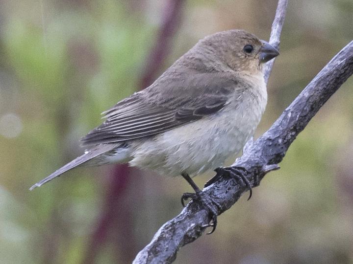 Tropeiro Seedeater