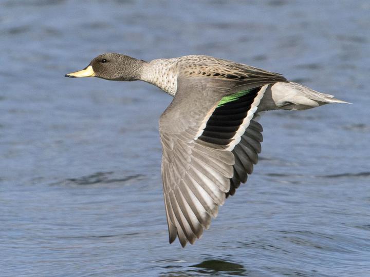 Yellow-billed Teal