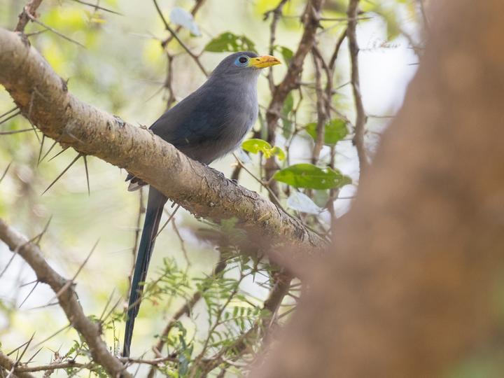 Blue Malkoha
