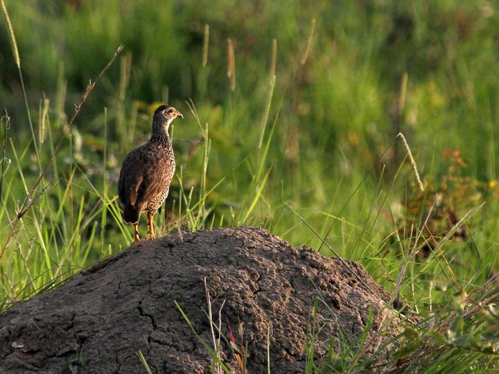 Heuglin's Spurfowl