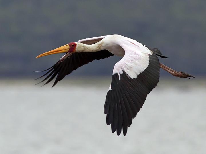 Yellow-billed Stork
