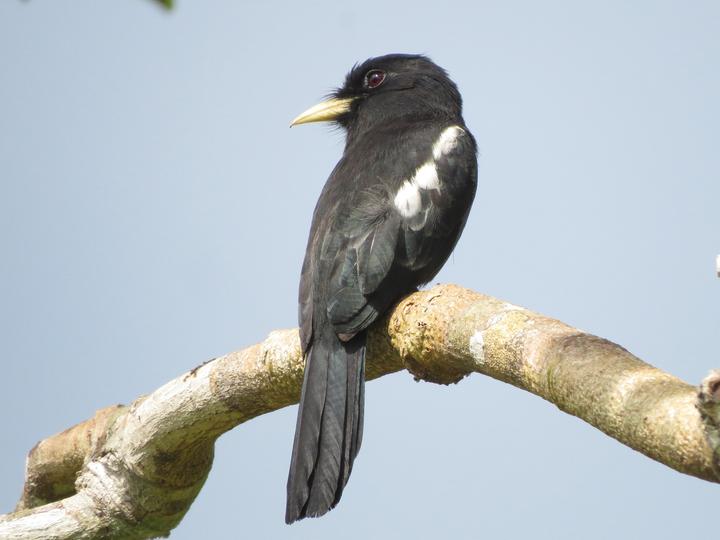 Yellow-billed Nunbird