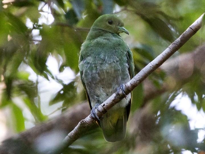 Whistling Dove