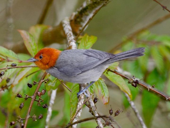 Fulvous-headed Tanager