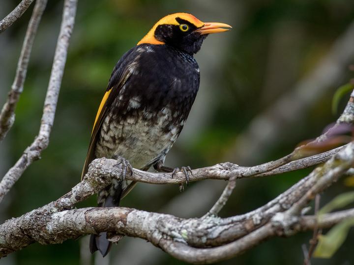 Regent Bowerbird