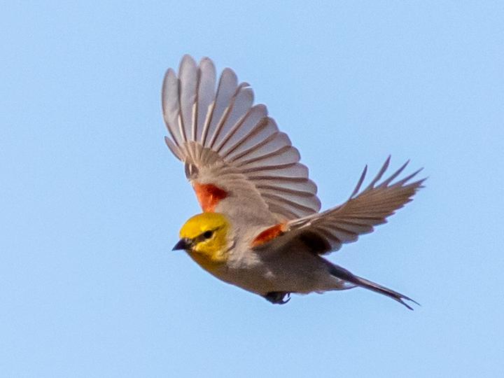 Verdin