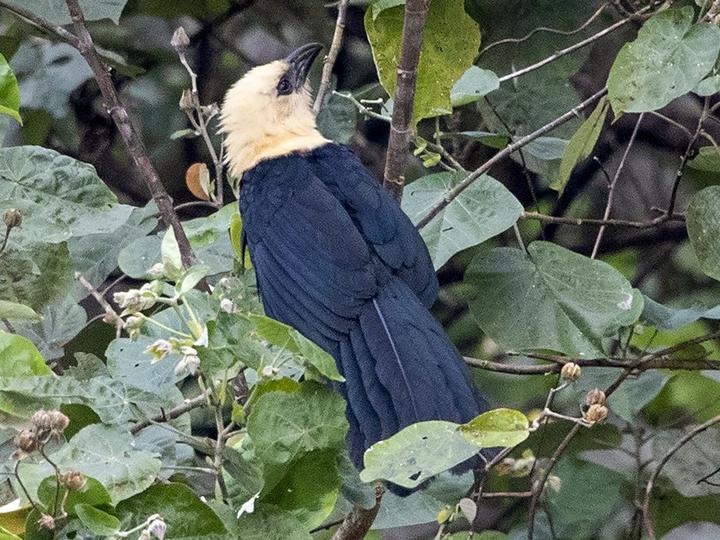 Buff-headed Coucal