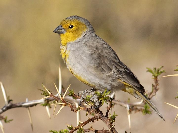 Citron-headed Yellow Finch