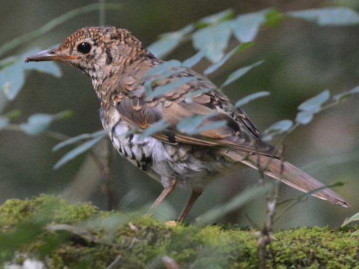 Russet-tailed Thrush
