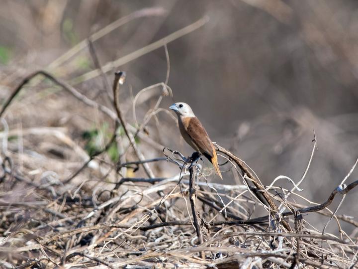 Yellow-rumped Mannikin