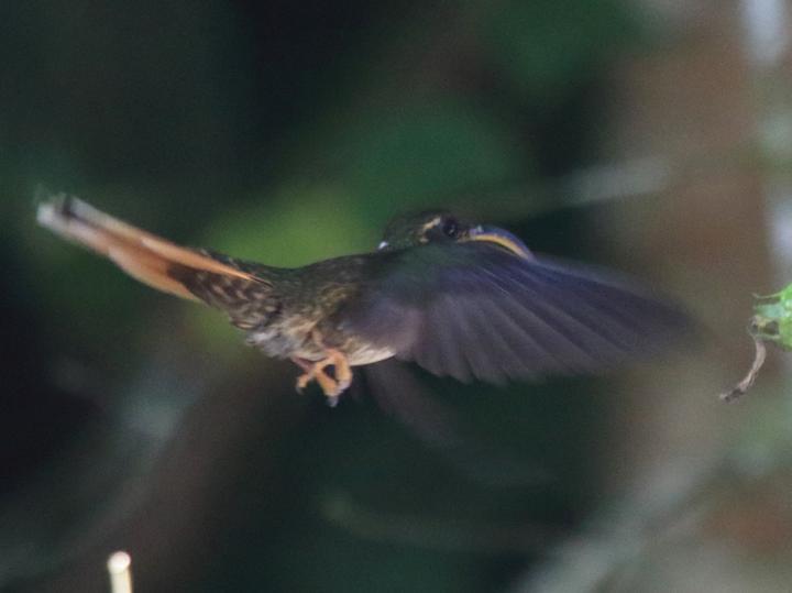 Buff-tailed Sicklebill