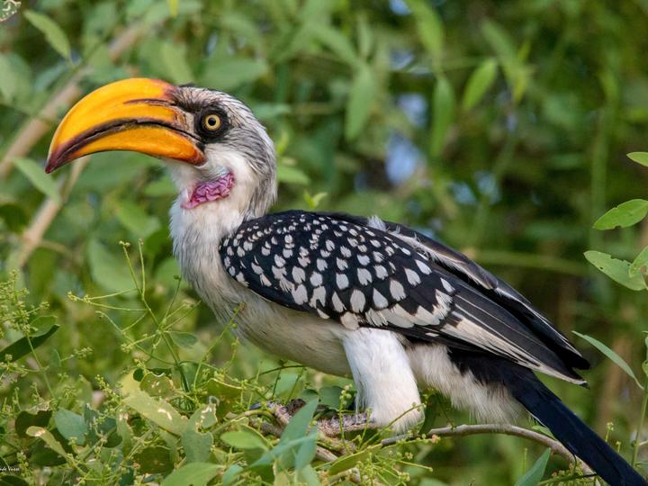 Eastern Yellow-billed Hornbill