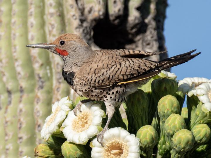 Gilded Flicker