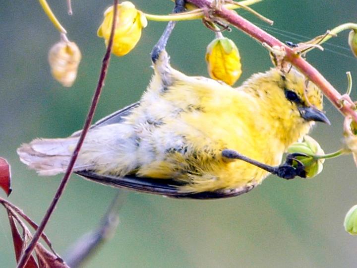 Yellow Penduline Tit