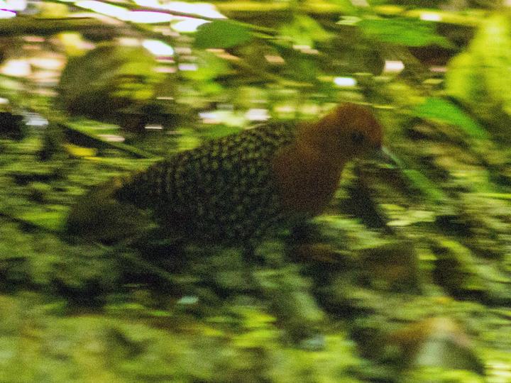 Buff-spotted Flufftail