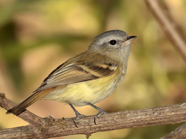 Buff-banded Tyrannulet