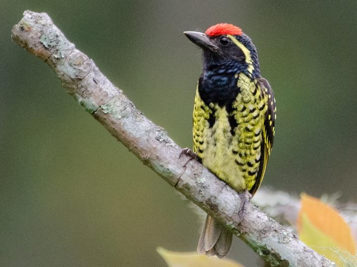 Yellow-spotted Barbet