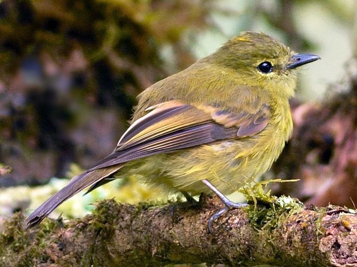 Flavescent Flycatcher