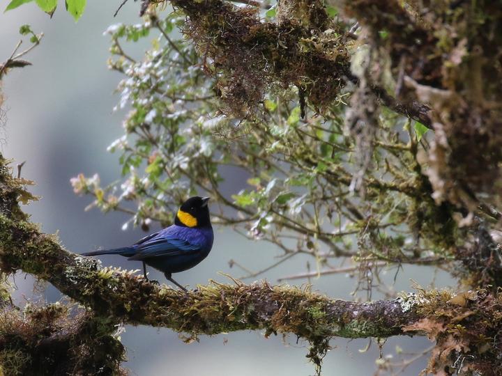 Yellow-scarfed Tanager