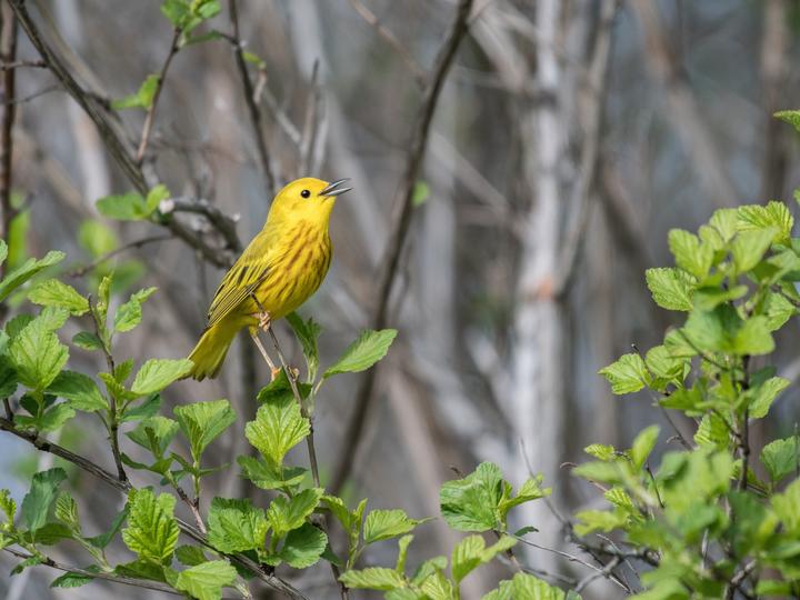 Mangrove Warbler