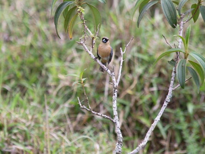 Cinnamon Tanager