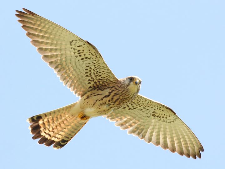Lesser Kestrel