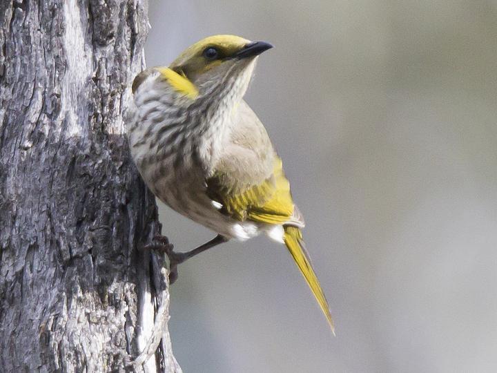 Yellow-plumed Honeyeater