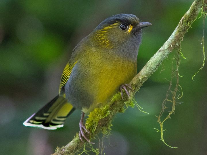 Taiwan Liocichla