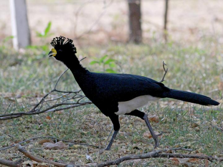 Yellow-knobbed Curassow