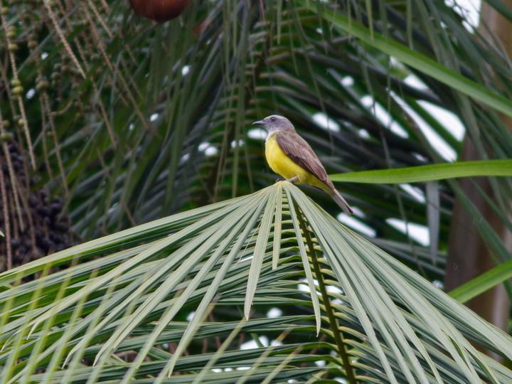 Sulphury Flycatcher