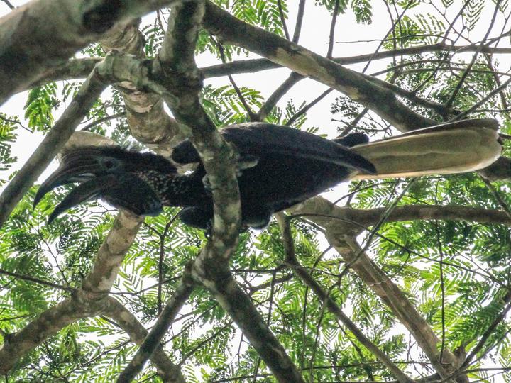 Yellow-casqued Hornbill