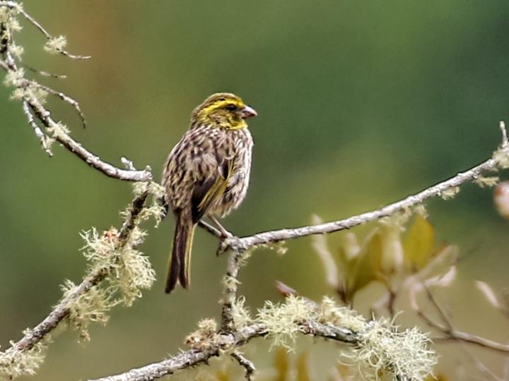 Yellow-browed Seedeater
