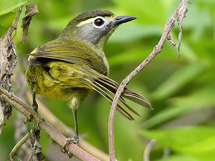 Eyebrowed Heleia