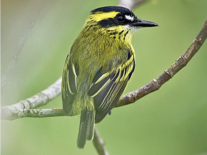 Yellow-browed Tody-Flycatcher